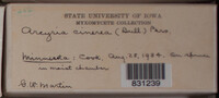 Image Associated With the Occurence